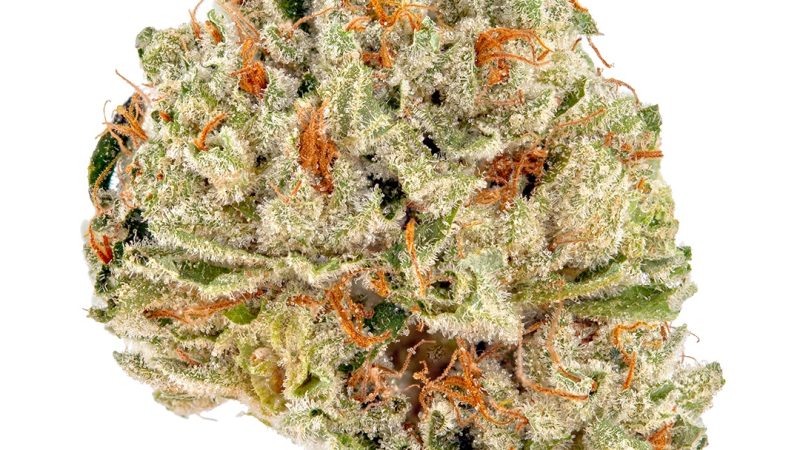 Weed price Prague. 
                    Chem Fuego Marijuana Strain