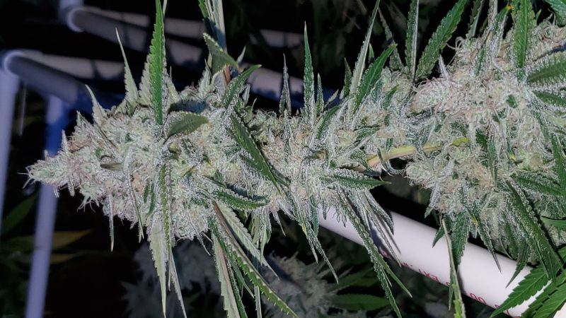 Weed price Prague. 
                    Blue Glue Marijuana Strain