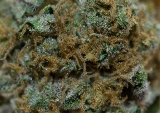 Weed price Prague. 
                    Grape Wreck Marijuana Strain