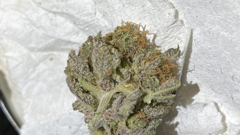 Weed price Prague. 
                    LA Soda Marijuana Strain