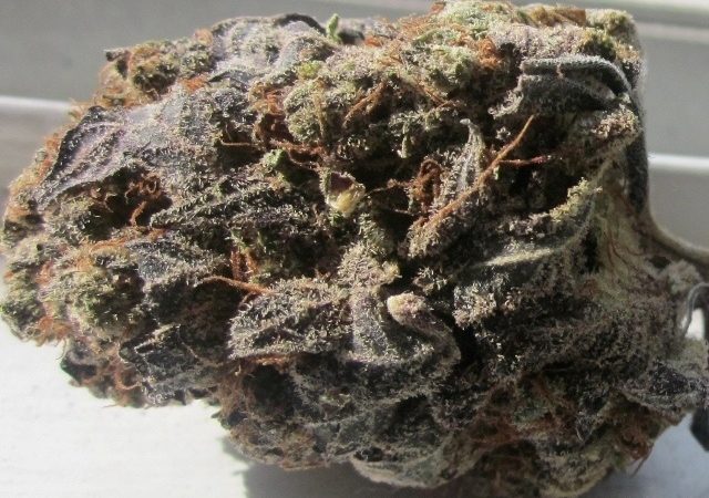 Weed price Prague. 
                    Blackberry Cream Marijuana Strain