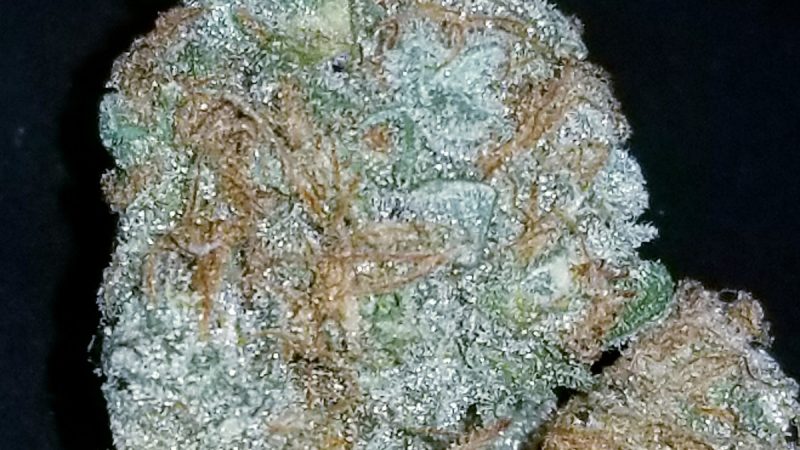 Weed price Prague. 
                    Purple Skunk Marijuana Strain