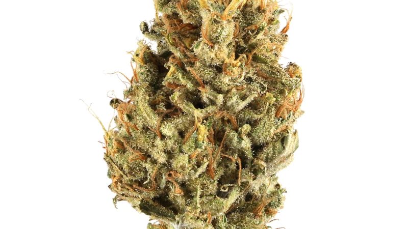 Weed price Prague. 
                    Wookies Marijuana Strain