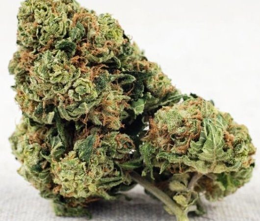 Weed price Prague. 
                    Golden Panda Marijuana Strain