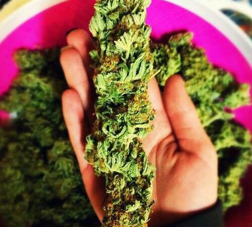 Weed price Prague. 
                    Lavender Kush Marijuana Strain