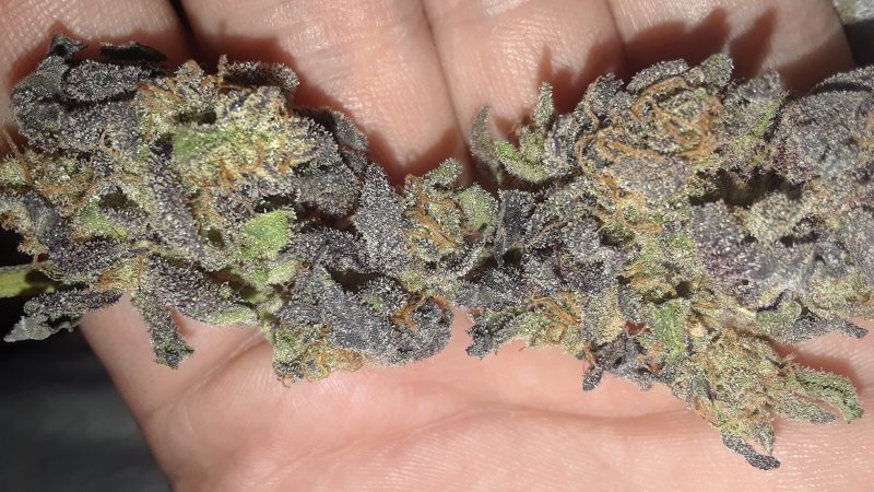 Weed price Prague. 
                    Chem 91 Marijuana Strain