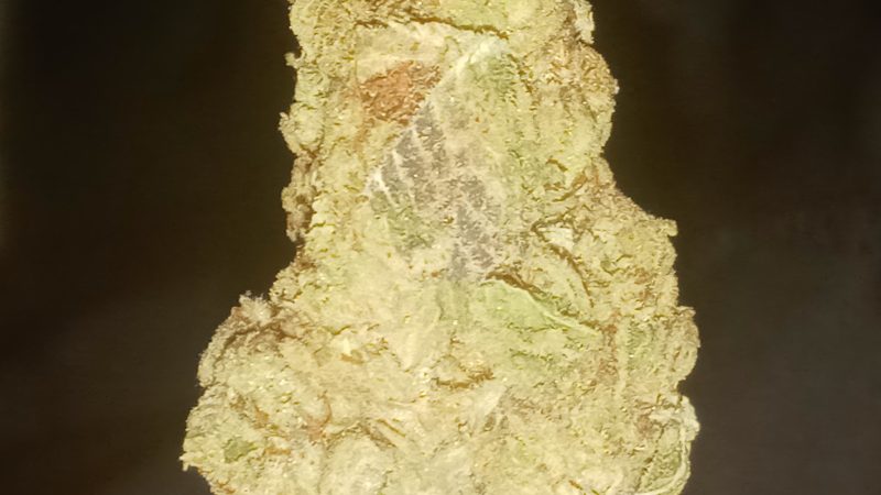 Weed price Prague. 
                    Animal Mintz Marijuana Strain