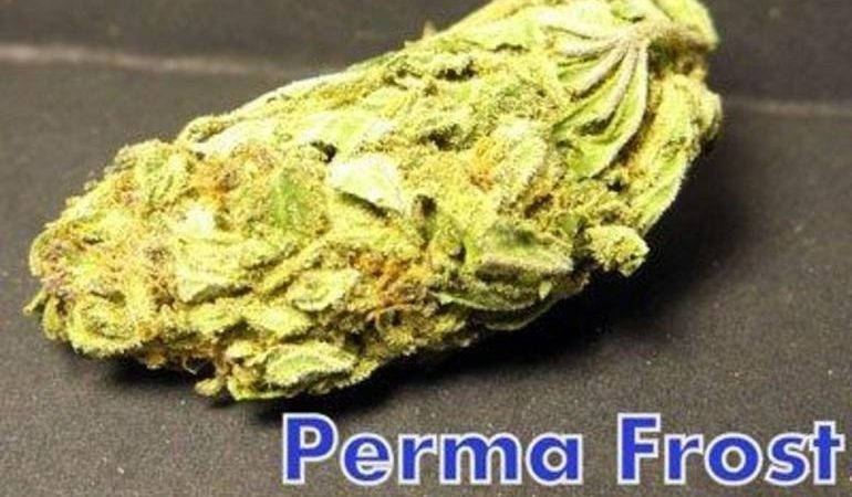 Weed price Prague. 
                    Perma Frost Marijuana Strain