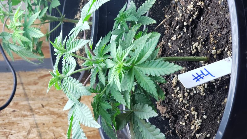 Weed price Prague. 
                    Petro Chem Marijuana Strain