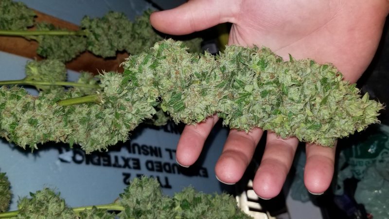 Weed price Prague. 
                    Early Girl Marijuana Strain