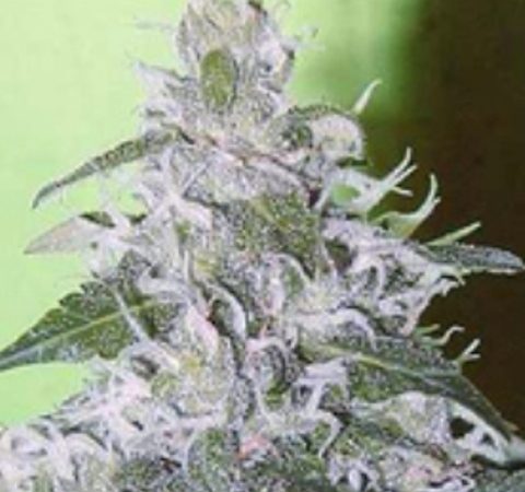 Weed price Prague. 
                    White Smurf Marijuana Strain