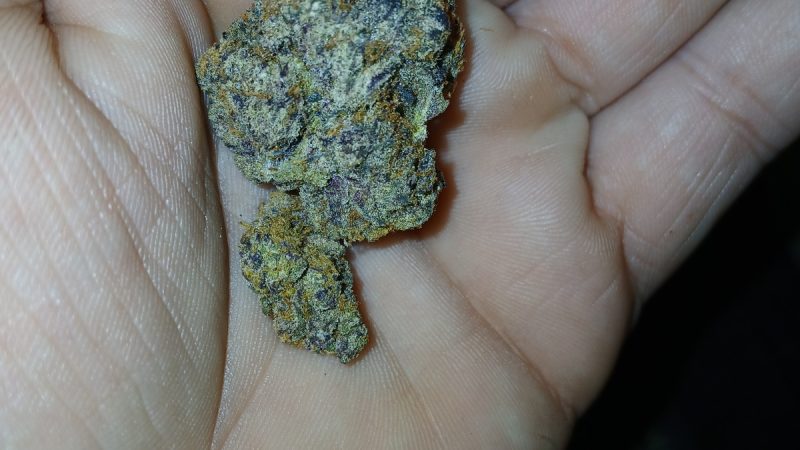 Weed price Prague. 
                    H4L Purple Kong Marijuana Strain