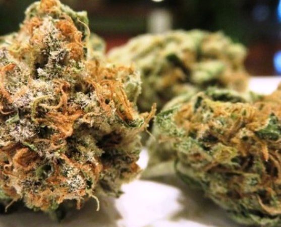 Weed price Prague. 
                    Georgia Pine Marijuana Strain