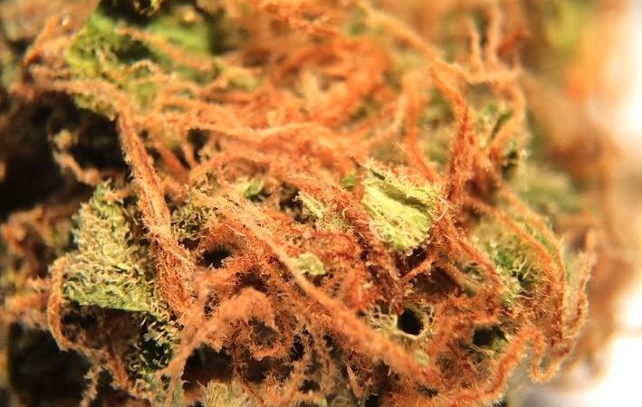 Weed price Prague. 
                    White Indica Marijuana Strain