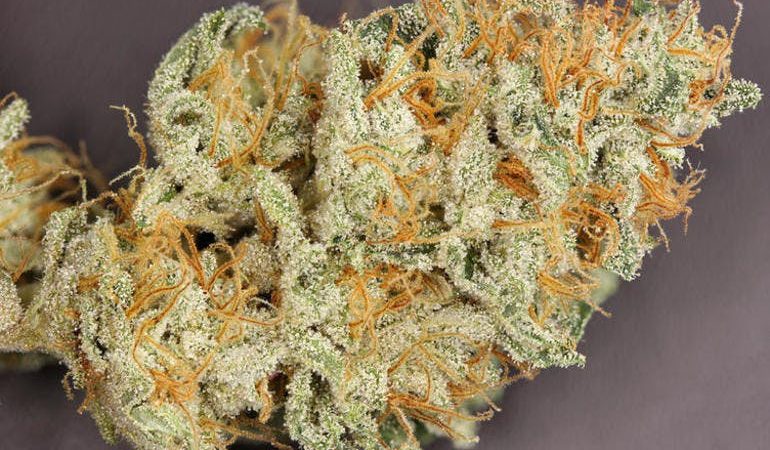 Weed price Prague. 
                    OG Limekiller Marijuana Strain