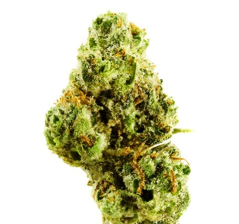 Weed price Prague. 
                    Fire Cookies Marijuana Strain