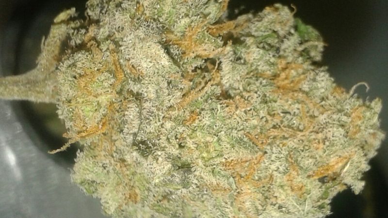 Weed price Prague. 
                    Head Cheese Marijuana Strain