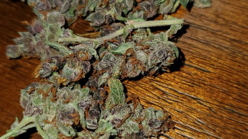 Weed price Prague. 
                    Plushberry Marijuana Strain