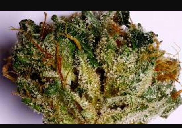 Weed price Prague. 
                    P-91 Marijuana Strain