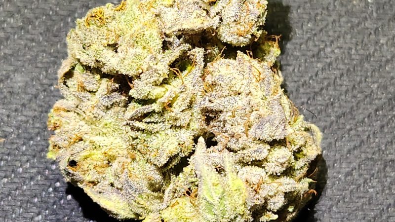 Weed price Prague. 
                    Mastodon Kush Marijuana Strain
