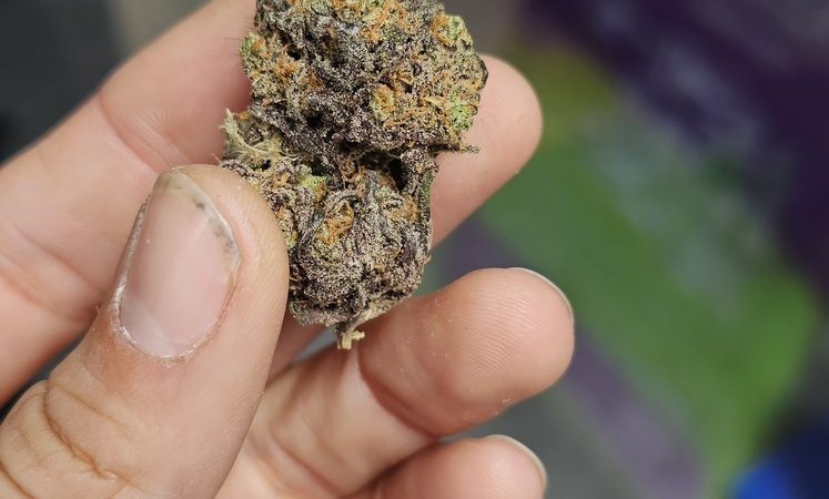 Weed price Prague. 
                    GMO Cake Marijuana Strain