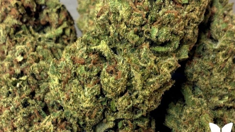 Weed price Prague. 
                    J1 Marijuana Strain