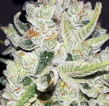 Weed price Prague. 
                    L.A. Sunshine Marijuana Strain