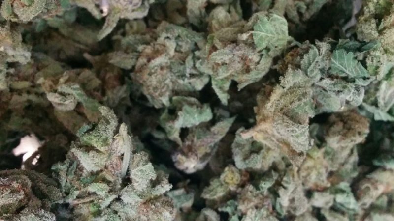 Weed price Prague. 
                    Pure Power Plant Marijuana Strain