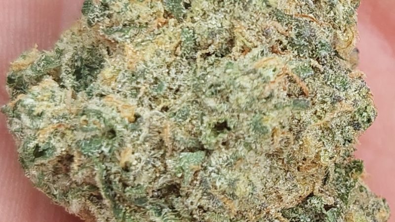 Weed price Prague. 
                    Lemon Cheesecake Marijuana Strain
