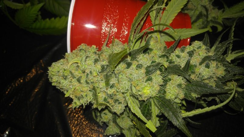 Weed price Prague. 
                    Sage and Sour Marijuana Strain