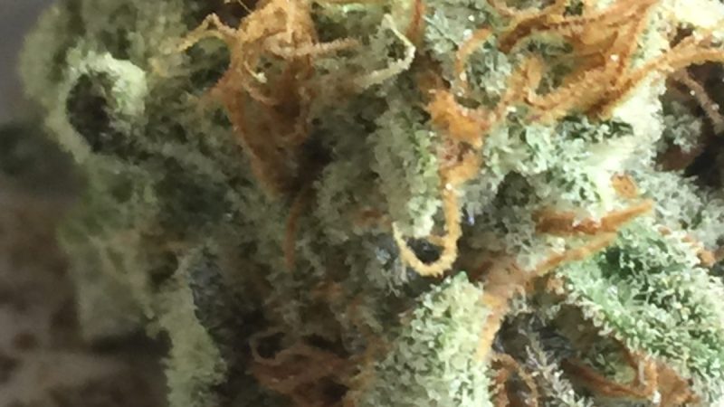 Weed price Prague. 
                    Sonic Screwdriver Marijuana Strain