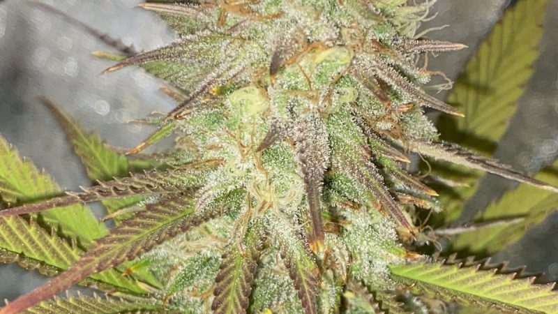 Weed price Prague. 
                    Frida Marijuana Strain