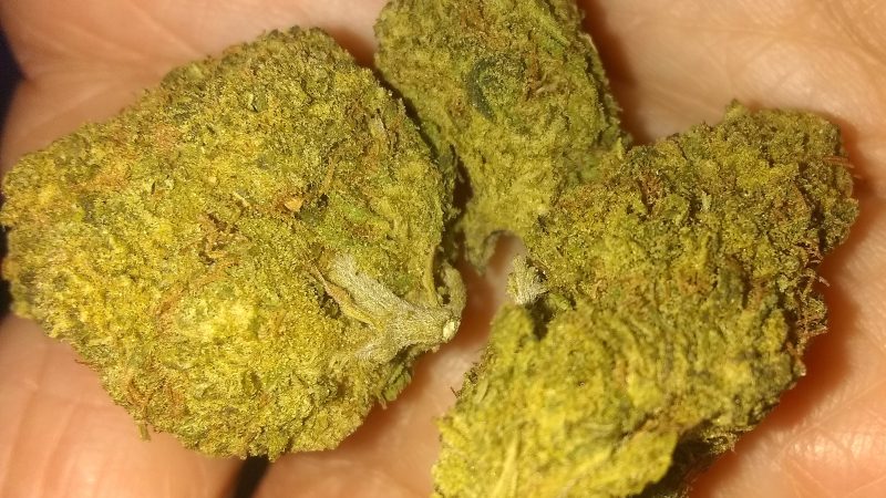 Weed price Prague. 
                    Jesus Marijuana Strain