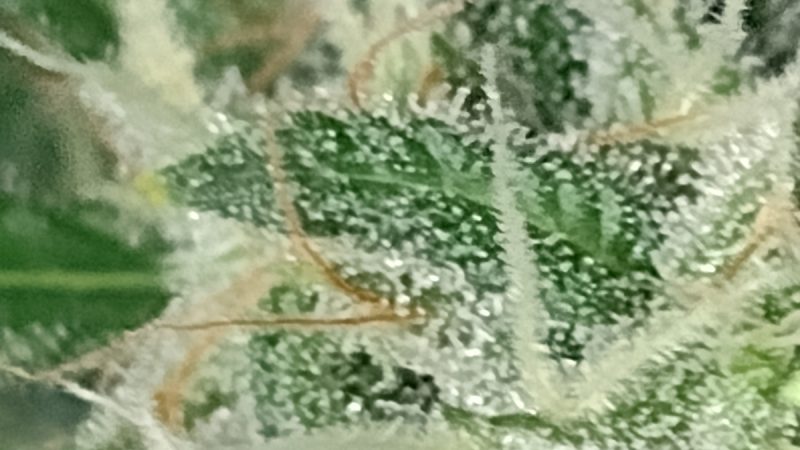 Weed price Prague. 
                    Silver Kush Marijuana Strain