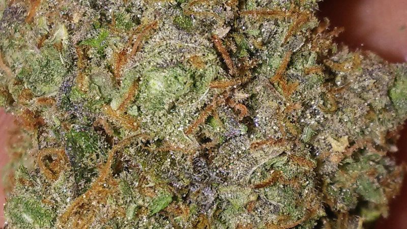 Weed price Prague. 
                    purple champagne Marijuana Strain