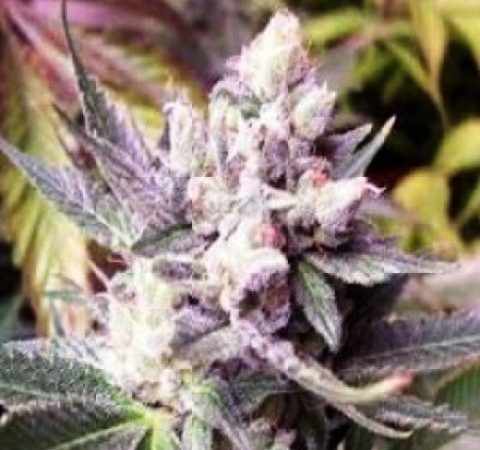 Weed price Prague. 
                    Purple Fat Pie Marijuana Strain