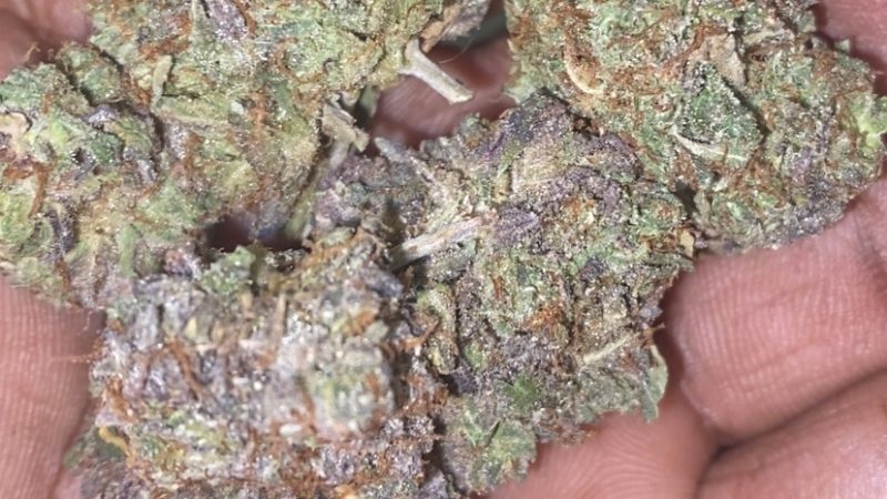 Weed price Prague. 
                    Jungle Diamonds Marijuana Strain