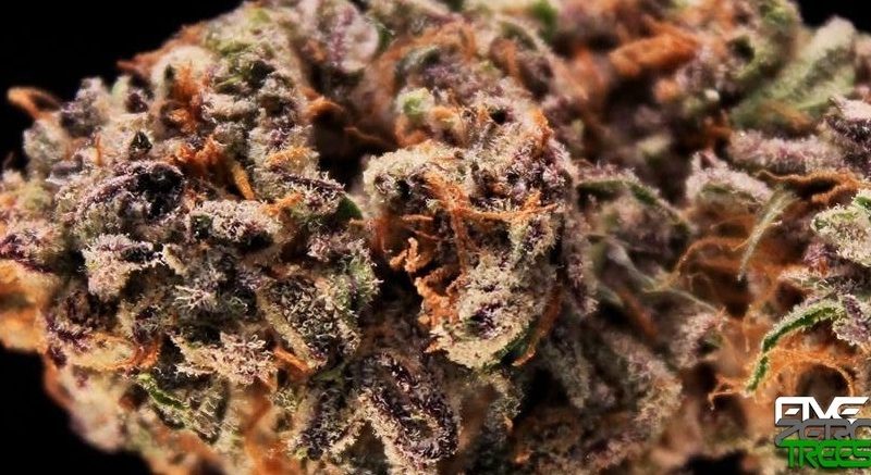 Weed price Prague. 
                    Obama Kush Marijuana Strain