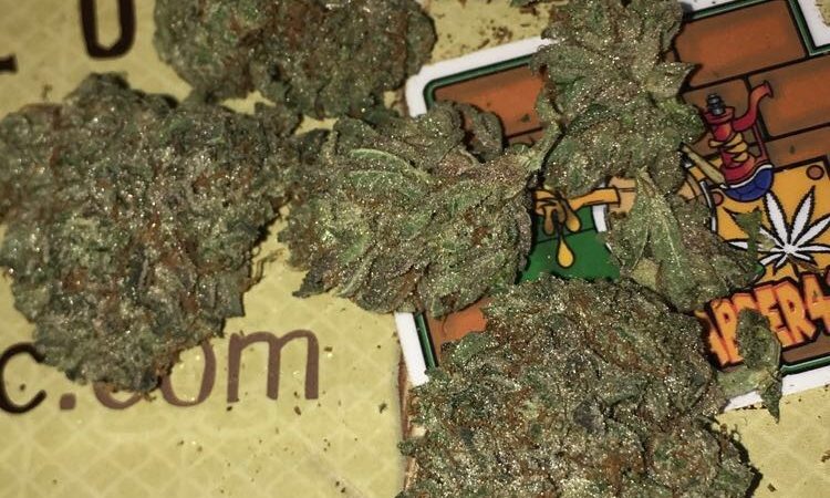 Weed price Prague. 
                    Stardawg Guava Marijuana Strain