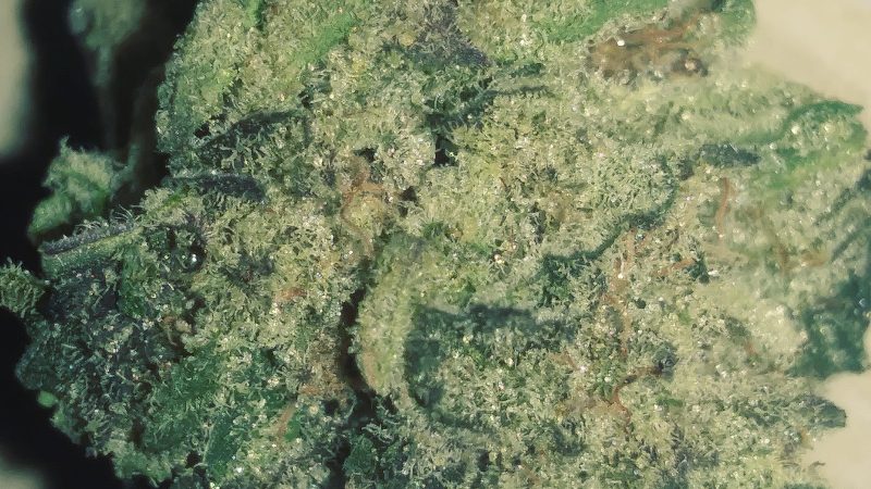 Weed price Prague. 
                    Gummy Bear OG Marijuana Strain