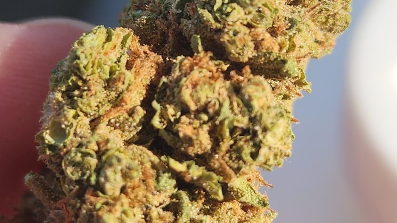 Weed price Prague. 
                    Pearly Girl Marijuana Strain