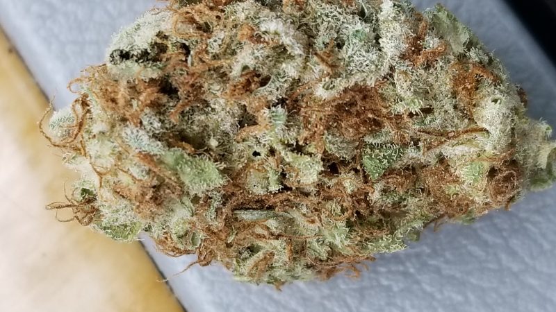 Weed price Prague. 
                    Pacific Blue Marijuana Strain