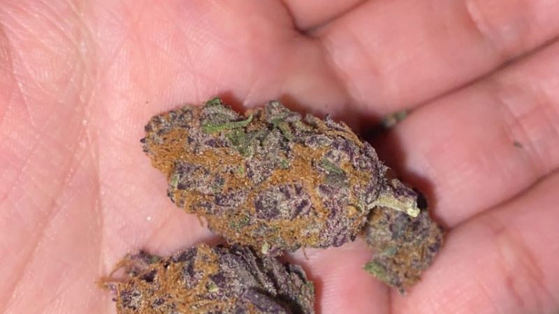 Weed price Prague. 
                    Blackcherry Pie Marijuana Strain