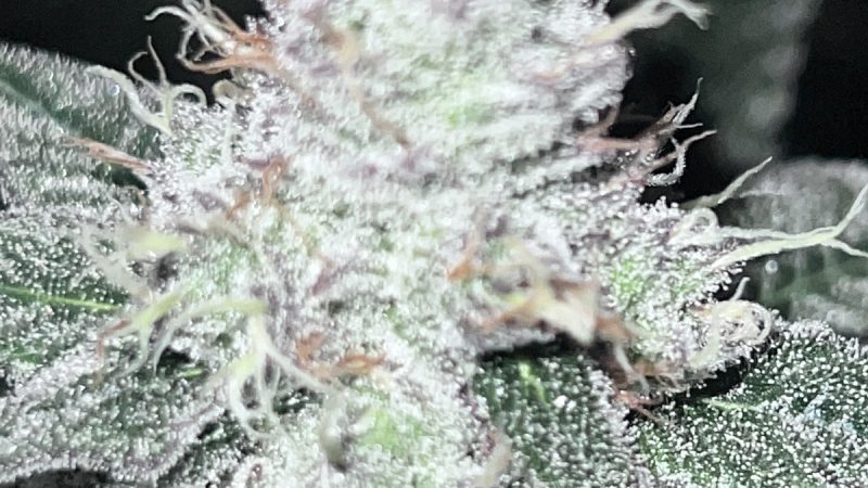 Weed price Prague. 
                    Purple Apricot Marijuana Strain