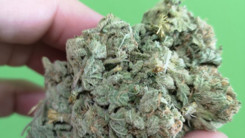 Weed price Prague. 
                    Moon Walk Marijuana Strain