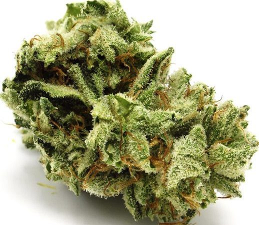 Weed price Prague. 
                    Bubba Monster Cookies Marijuana Strain