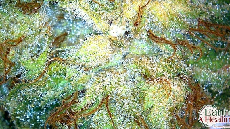 Weed price Prague. 
                    Ginger Ale Marijuana Strain