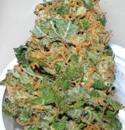 Weed price Prague. 
                    Washington Apple Marijuana Strain