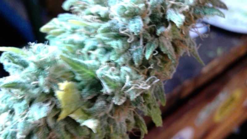 Weed price Prague. 
                    White Lavender Marijuana Strain