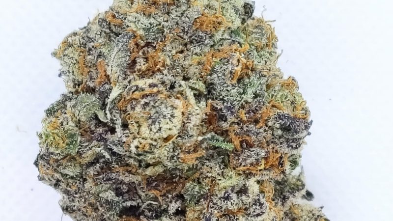 Weed price Prague. 
                    Lust Marijuana Strain